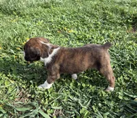 Puppy 1, a female Boxer for sale in Ohio, OH – Photo 3 of 4