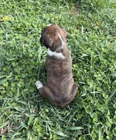 Puppy 1, a female Boxer for sale in Ohio, OH – Photo 4 of 4