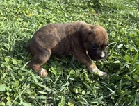 Puppy 5, a female Boxer for sale in Ohio, OH – Photo 3 of 4