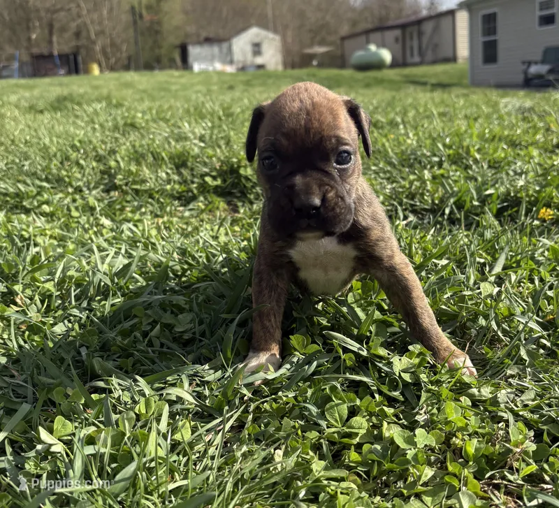 Puppy 5 – Boxer puppy for sale in Ohio, OH