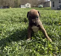 Puppy 5, a female Boxer for sale in Ohio, OH – Photo 1 of 4