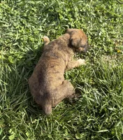 Puppy 5, a female Boxer for sale in Ohio, OH – Photo 4 of 4