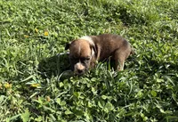 Puppy 2, a female Boxer for sale in Ohio, OH – Photo 4 of 5