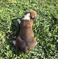 Puppy 2, a female Boxer for sale in Ohio, OH – Photo 2 of 5