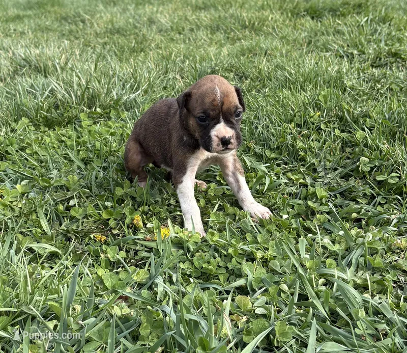 Puppy 2 – Boxer puppy for sale in Ohio, OH