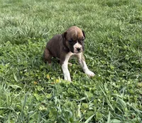 Puppy 2, a female Boxer for sale in Ohio, OH – Photo 1 of 5