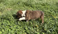 Puppy 2, a female Boxer for sale in Ohio, OH – Photo 3 of 5