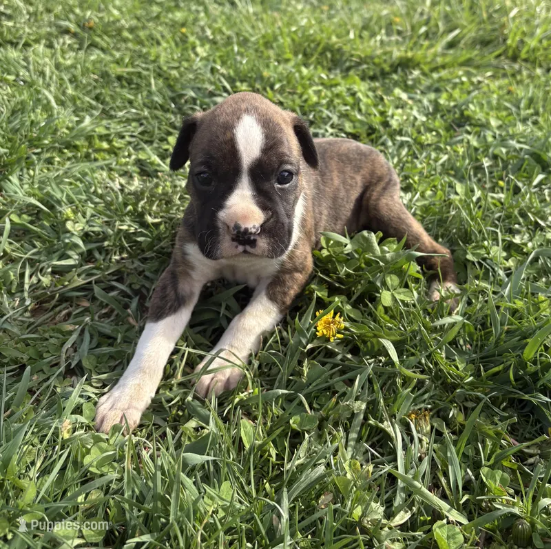 Puppy 4 – Boxer puppy for sale in Ohio, OH