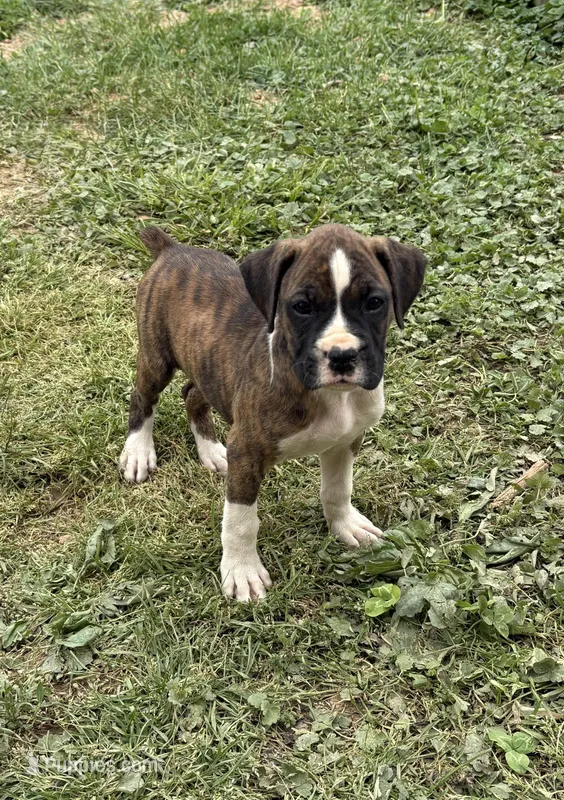 Puppy 4 – Boxer puppy for sale in Ohio, OH