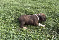 Puppy 4, a female Boxer for sale in Ohio, OH – Photo 3 of 4