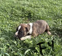 Puppy 4, a female Boxer for sale in Ohio, OH – Photo 2 of 4