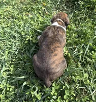 Puppy 4, a female Boxer for sale in Ohio, OH – Photo 4 of 4