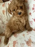 Brigitte, a female Poodle - Toy  for sale in Newport Beach, CA – 5 of 8