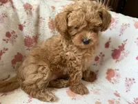 Brigitte, a female Poodle - Toy  for sale in Newport Beach, CA – 8 of 8