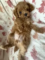 Muse, a male Poodle - Toy  for sale in Newport Beach, CA – 5 of 8