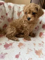 Brigitte, a female Poodle - Toy  for sale in Newport Beach, CA – 7 of 8