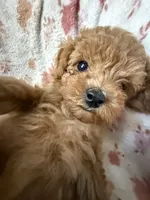 Muse, a male Poodle - Toy  for sale in Newport Beach, CA – 2 of 8