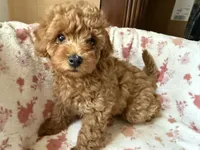 Brigitte, a female Poodle - Toy  for sale in Newport Beach, CA – 2 of 8