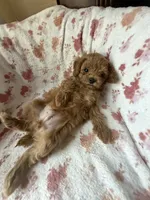 Muse, a male Poodle - Toy  for sale in Newport Beach, CA – 3 of 8