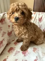 Brigitte, a female Poodle - Toy  for sale in Newport Beach, CA – 4 of 8