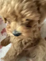 Muse, a male Poodle - Toy  for sale in Newport Beach, CA – 8 of 8