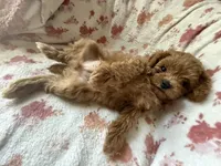 Muse, a male Poodle - Toy  for sale in Newport Beach, CA – 4 of 8