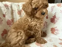 Brigitte, a female Poodle - Toy  for sale in Newport Beach, CA – 3 of 8