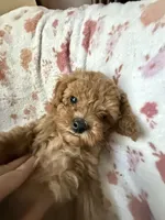 Muse, a male Poodle - Toy  for sale in Newport Beach, CA – 6 of 8