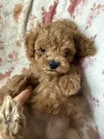 Muse, a male Poodle - Toy  for sale in Newport Beach, CA – 7 of 8
