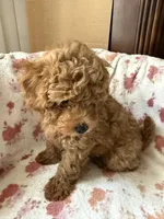 Brigitte, a female Poodle - Toy  for sale in Newport Beach, CA – 6 of 8