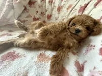 Muse, a male Poodle - Toy  for sale in Newport Beach, CA – 1 of 8