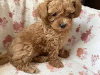 Brigitte, a female Poodle - Toy  for sale in Newport Beach, CA – 1 of 8