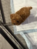 Milo, a male Miniature Goldendoodle for sale in Ocala, FL – Photo 8 of 10