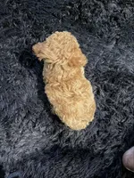 Milo, a male Miniature Goldendoodle for sale in Ocala, FL – Photo 10 of 10