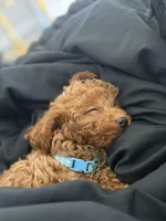 Milo, a male Miniature Goldendoodle for sale in Ocala, FL – Photo 4 of 10