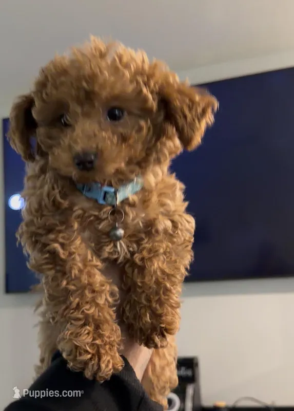 Milo – Miniature Goldendoodle puppy for sale in Ocala, FL