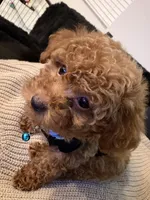 Milo, a male Miniature Goldendoodle for sale in Ocala, FL – Photo 5 of 10