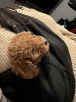 Milo, a male Miniature Goldendoodle for sale in Ocala, FL – Photo 7 of 10