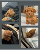 Milo, a male Miniature Goldendoodle for sale in Ocala, FL – Photo 2 of 10