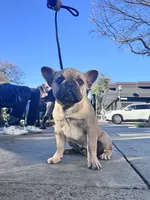Monarchs Lyons, a male French Bulldog for sale in Chula Vista, CA – Photo 2 of 10