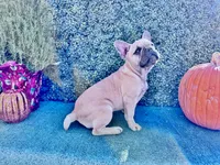 Monarchs Lyons, a male French Bulldog for sale in Chula Vista, CA – Photo 6 of 10