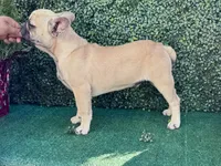 Monarchs Lyons, a male French Bulldog for sale in Chula Vista, CA – Photo 5 of 10