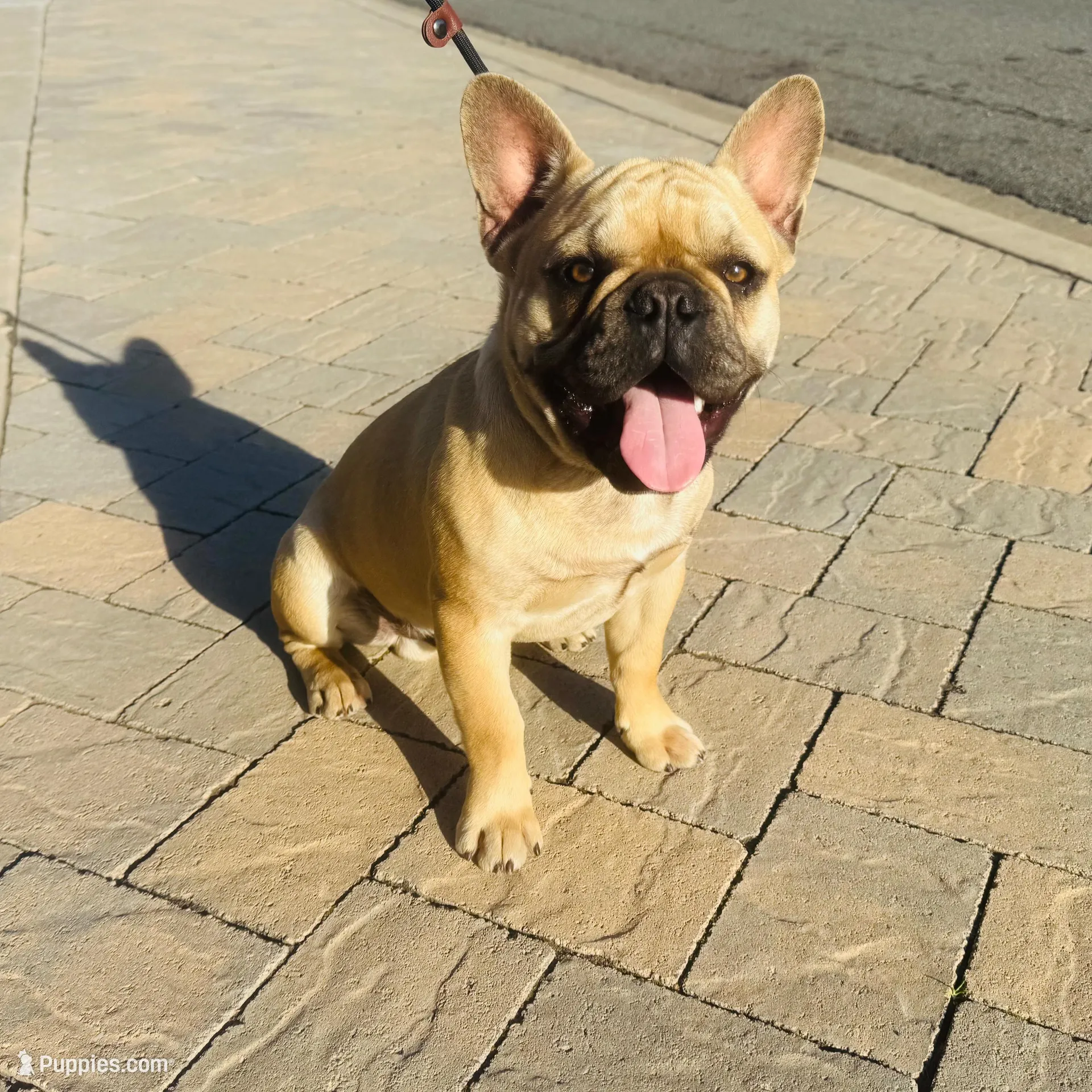 Monarchs Lyons, a male French Bulldog for sale in Chula Vista, CA – Photo 3 of 10