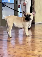 Monarchs Lyons, a male French Bulldog for sale in Chula Vista, CA – Photo 9 of 10