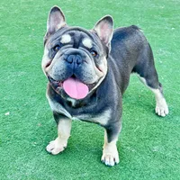 Monarchs Lyons, a male French Bulldog for sale in Chula Vista, CA – Photo 10 of 10