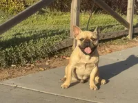 Monarchs Lyons, a male French Bulldog for sale in Chula Vista, CA – Photo 1 of 10