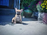 Monarchs Lyons, a male French Bulldog for sale in Chula Vista, CA – Photo 7 of 10