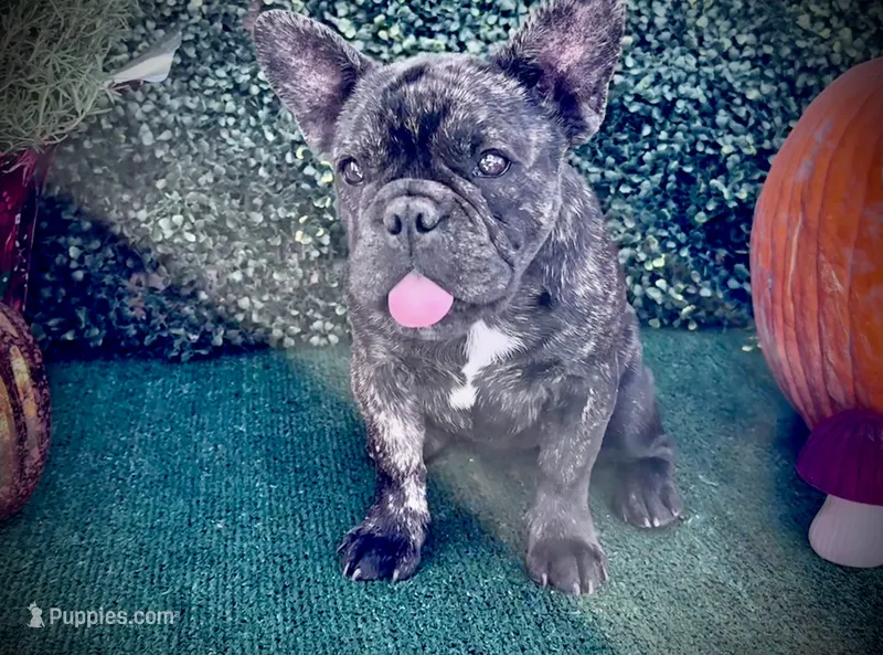 Monarchs Black Stone