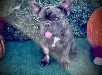 Monarchs Black Stone, a female French Bulldog for sale in Chula Vista, CA – Photo 1 of 10