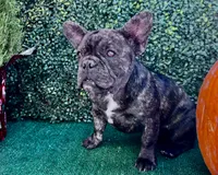 Monarchs Black Stone, a female French Bulldog for sale in Chula Vista, CA – Photo 3 of 10